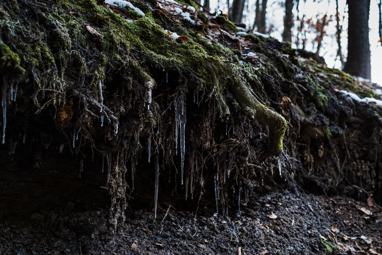 Details am Wilden Netzbachpfad