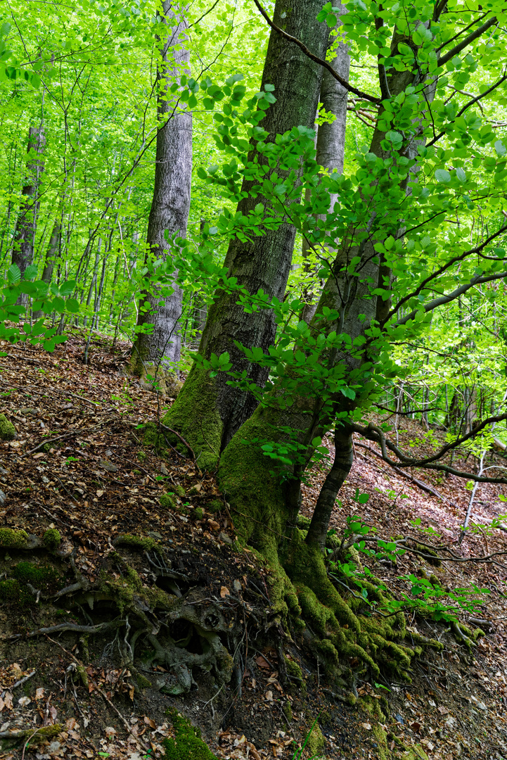 Details am Wilden Netzbachpfad bei Fischbach/Saarland  (7)