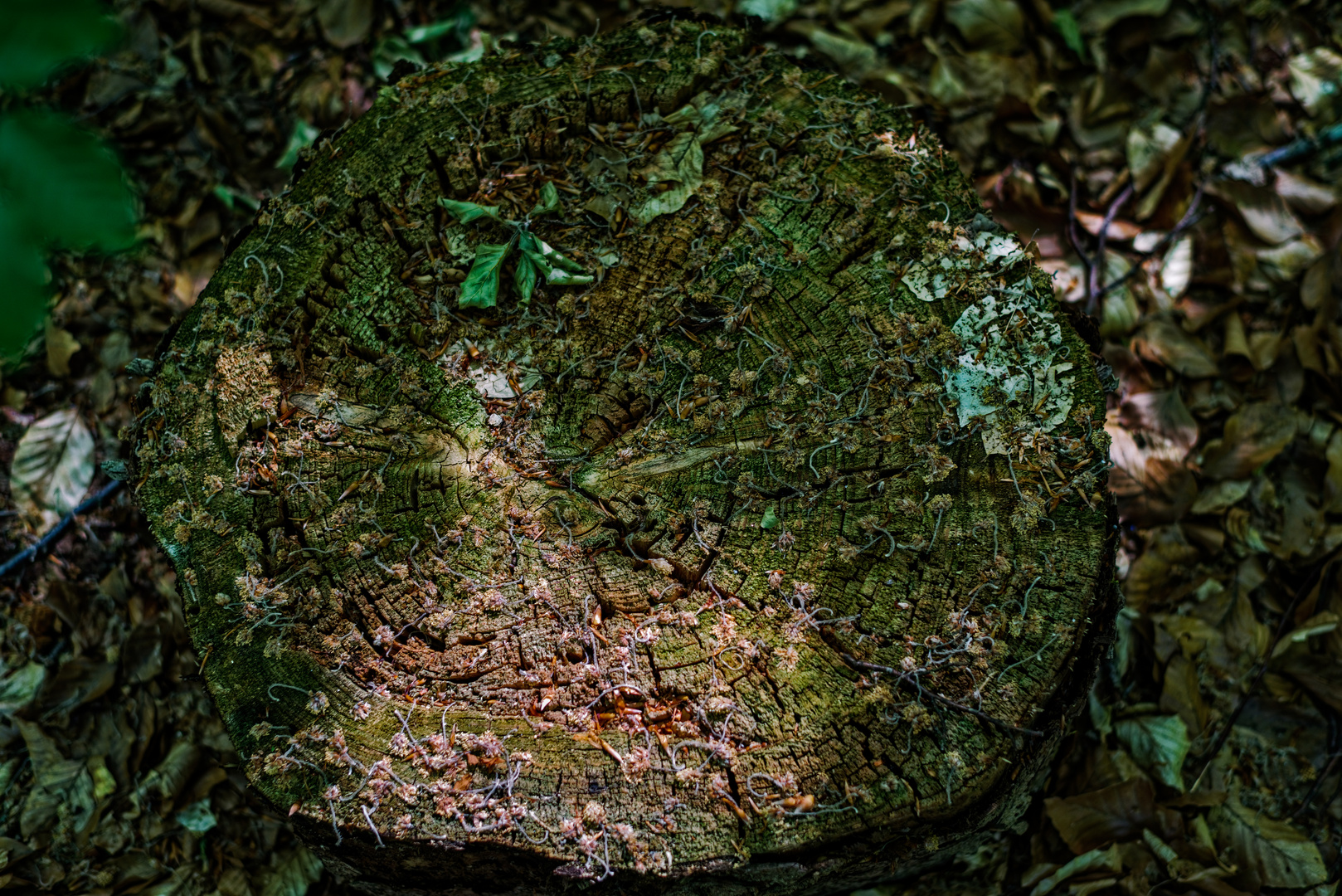 Details auf dem Waldboden