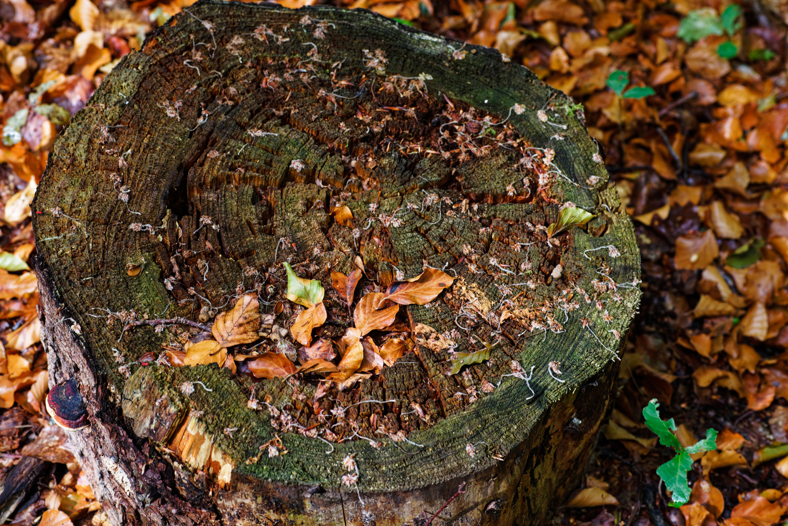 Details auf dem Waldboden