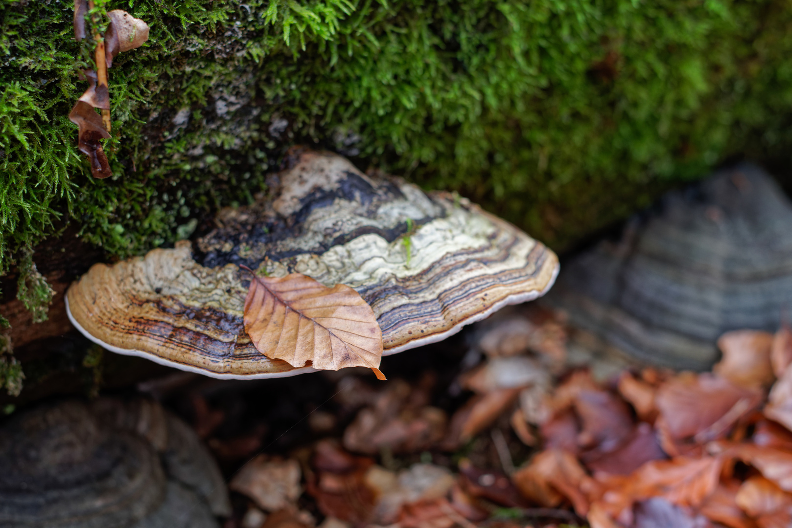 Details auf dem Waldboden