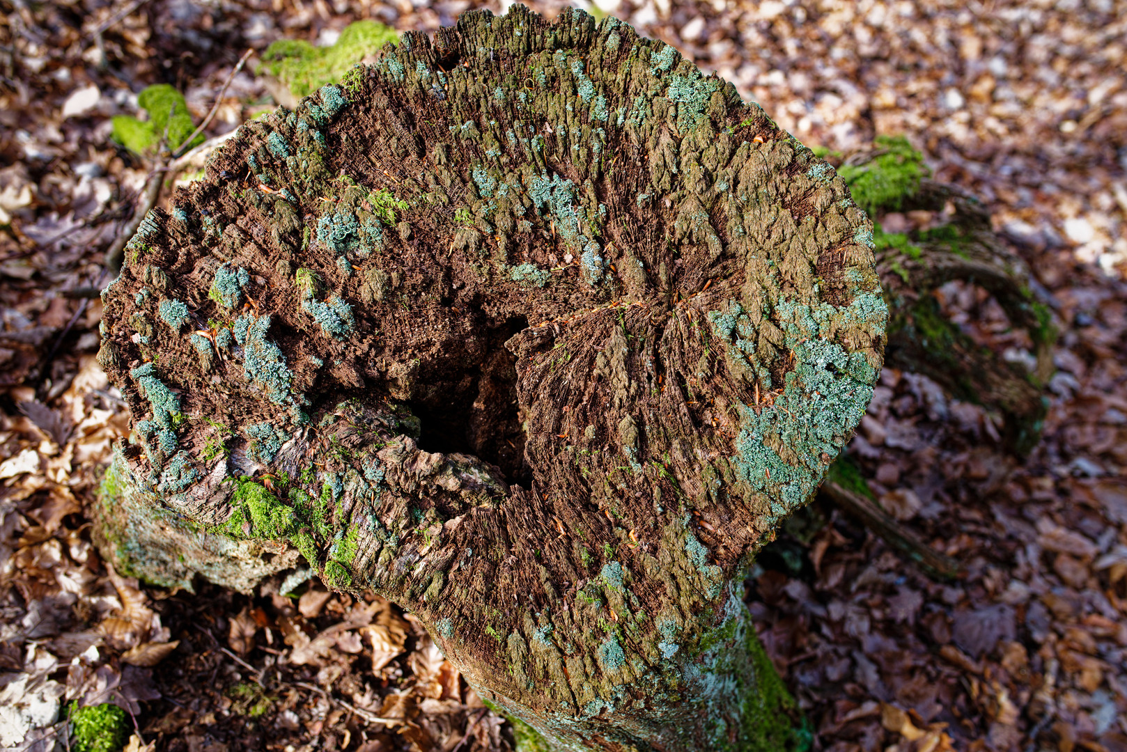 Details auf dem Waldboden