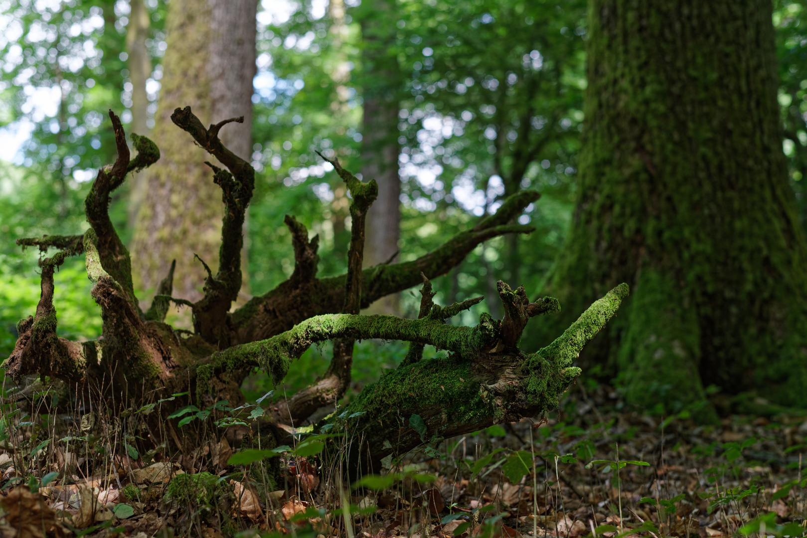 Details auf dem Waldboden