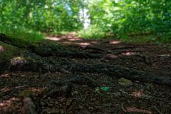 Details auf dem Waldpfad