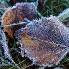 Details auf der Waldwiese, hier: Raureifkristalle auf Birkenblättern