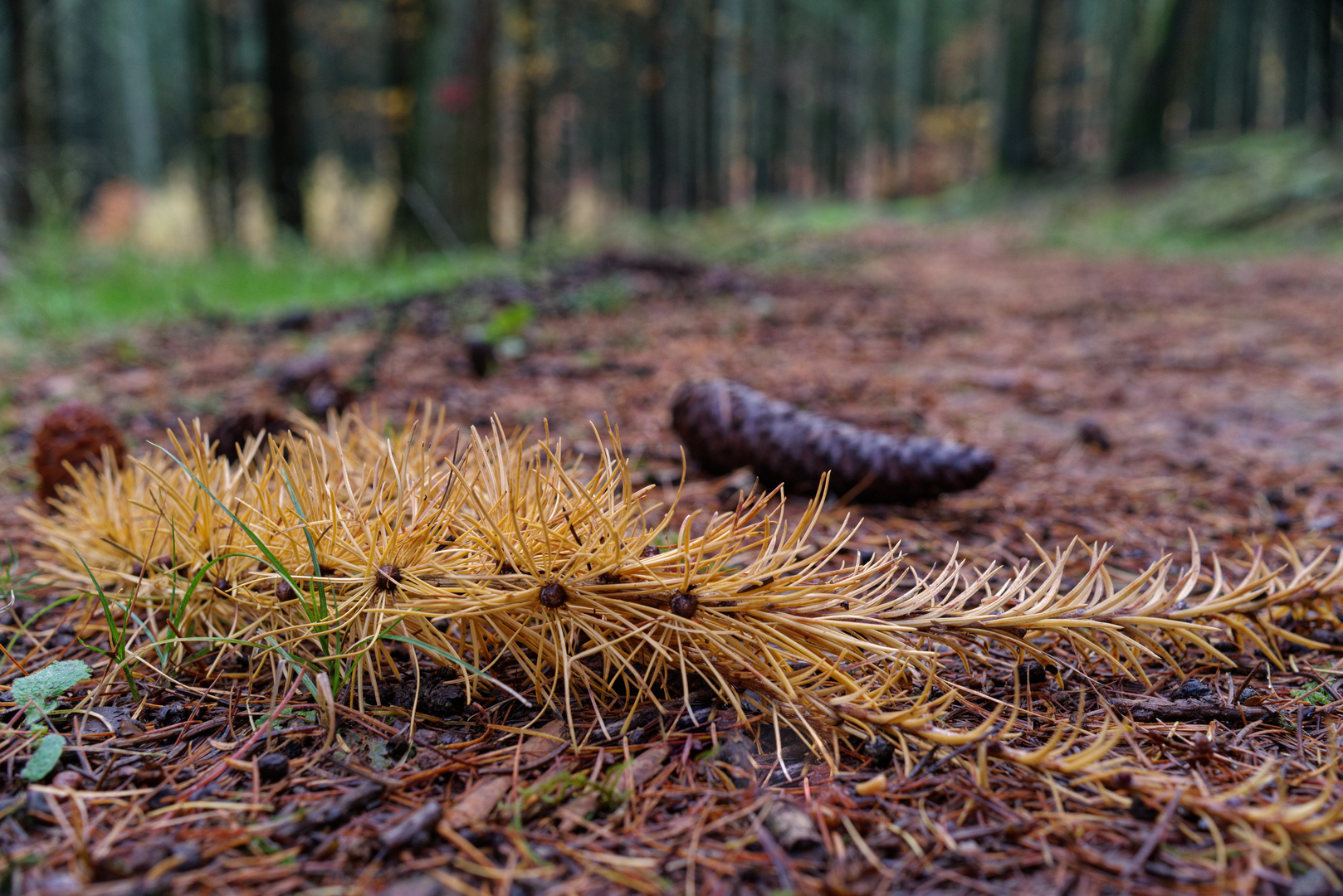 Details auf einem Waldpfad