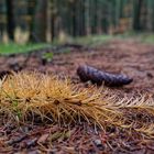 Details auf einem Waldpfad