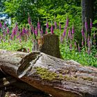 Details auf einer Waldlichtung