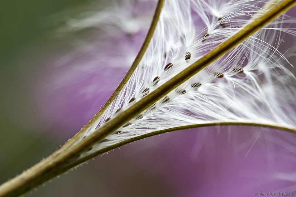 Details aus der Natur...