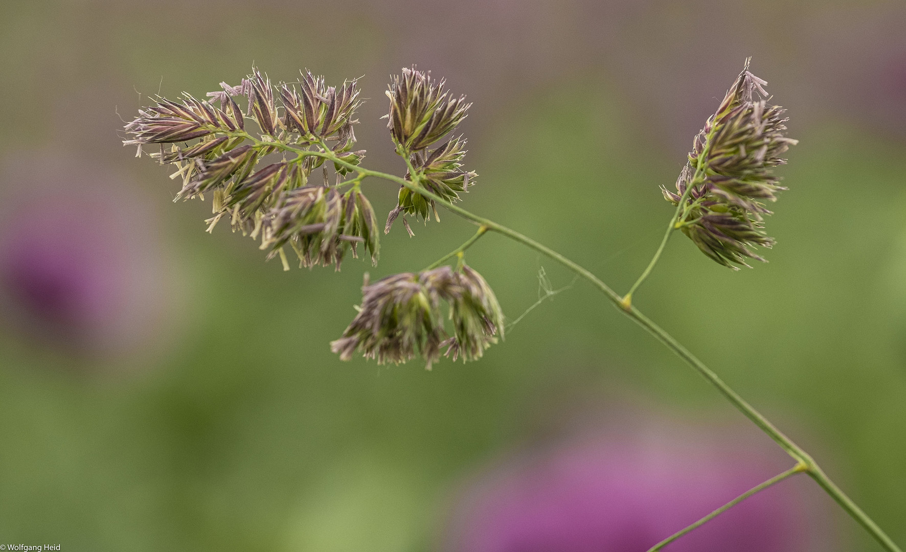 Details aus einem Feld:                                                 