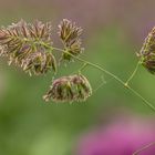 Details aus einem Feld:                                                 