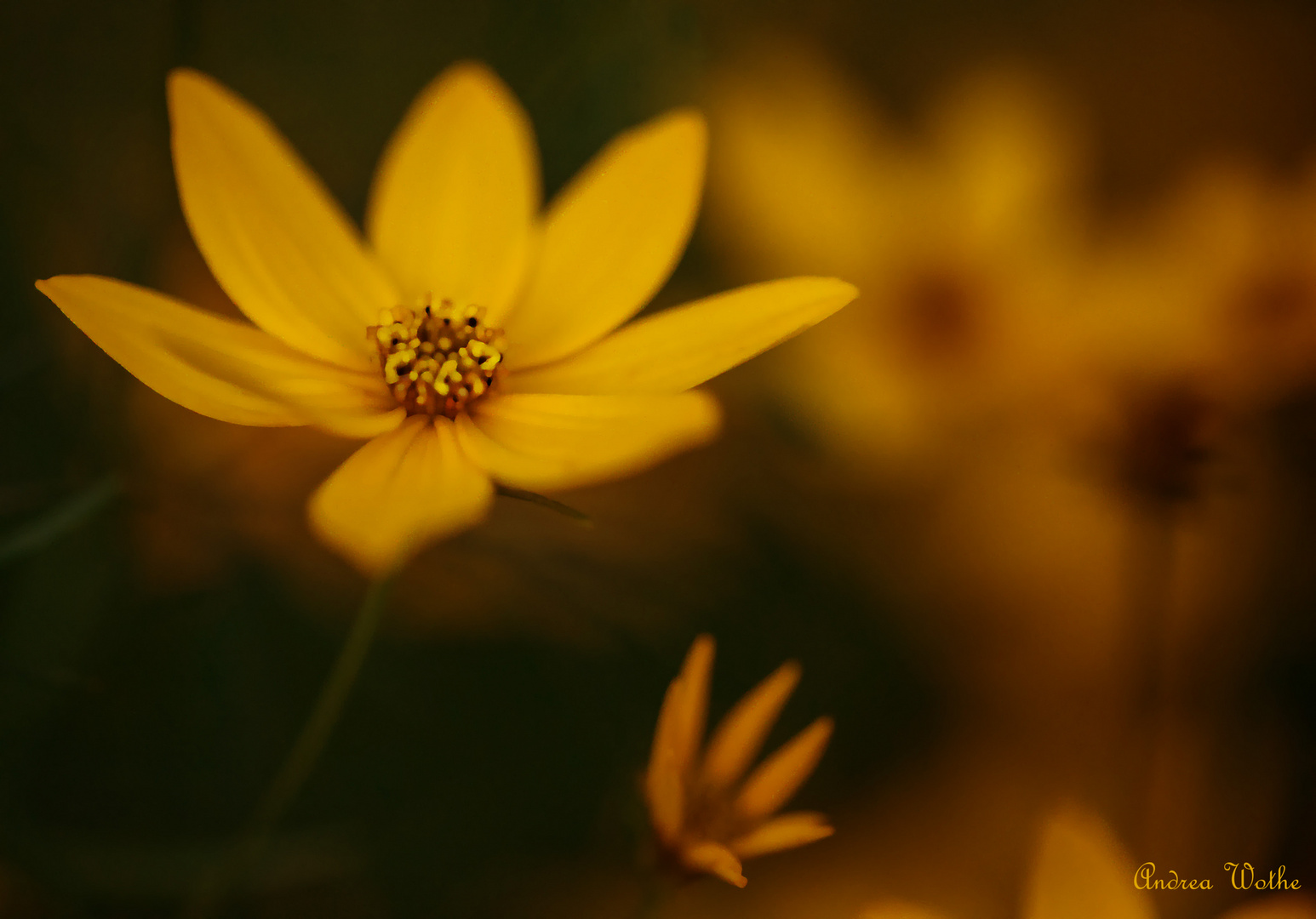 Details aus meinem Garten