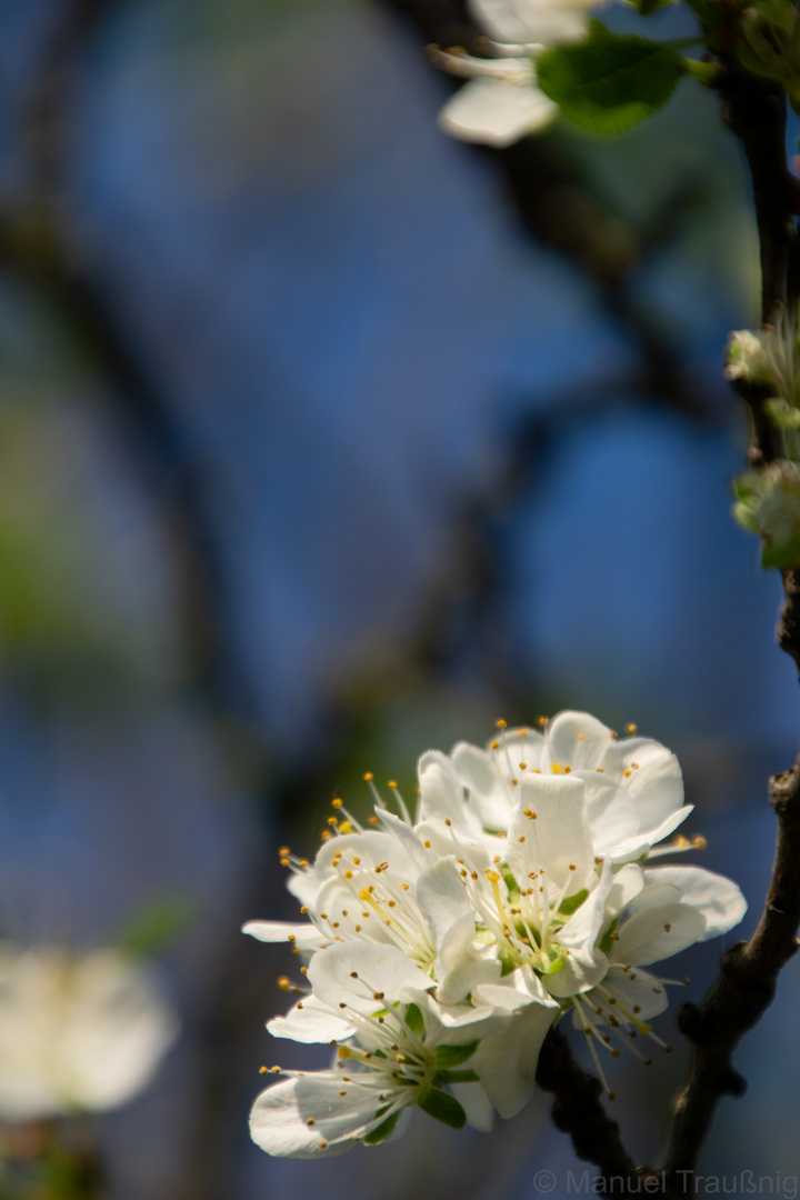 Details der Apfelblüte