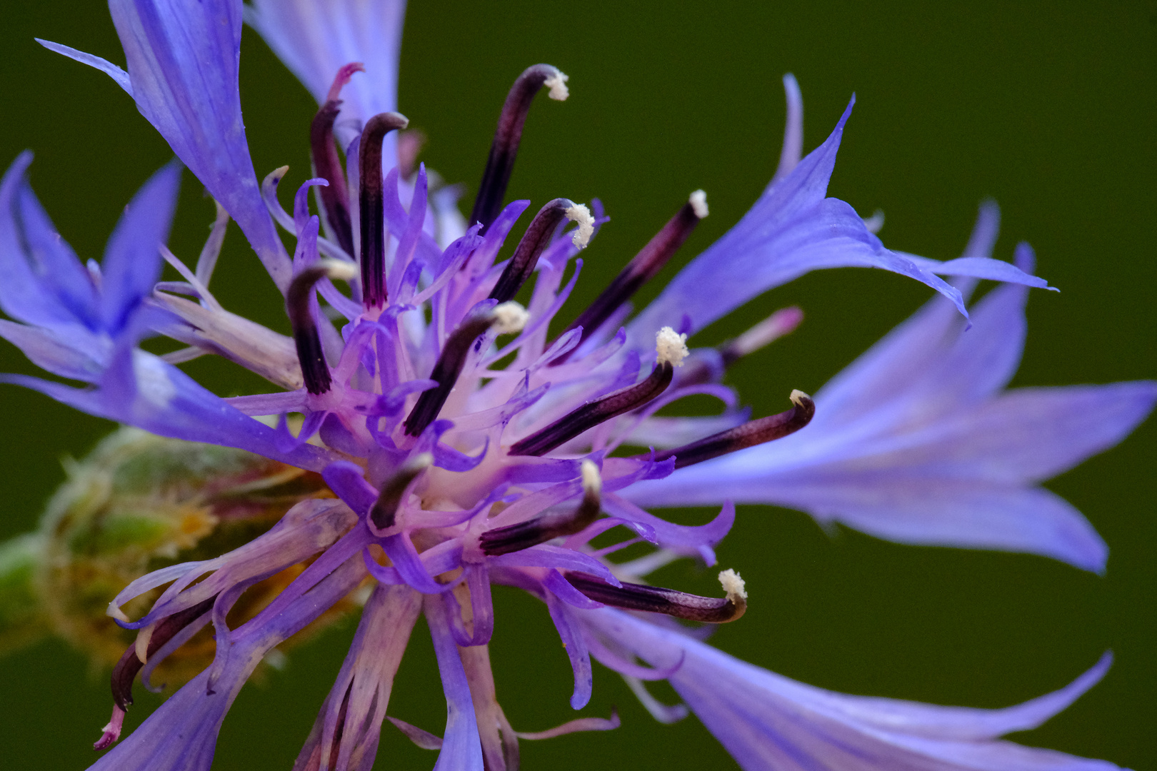 Details der Kurnblume