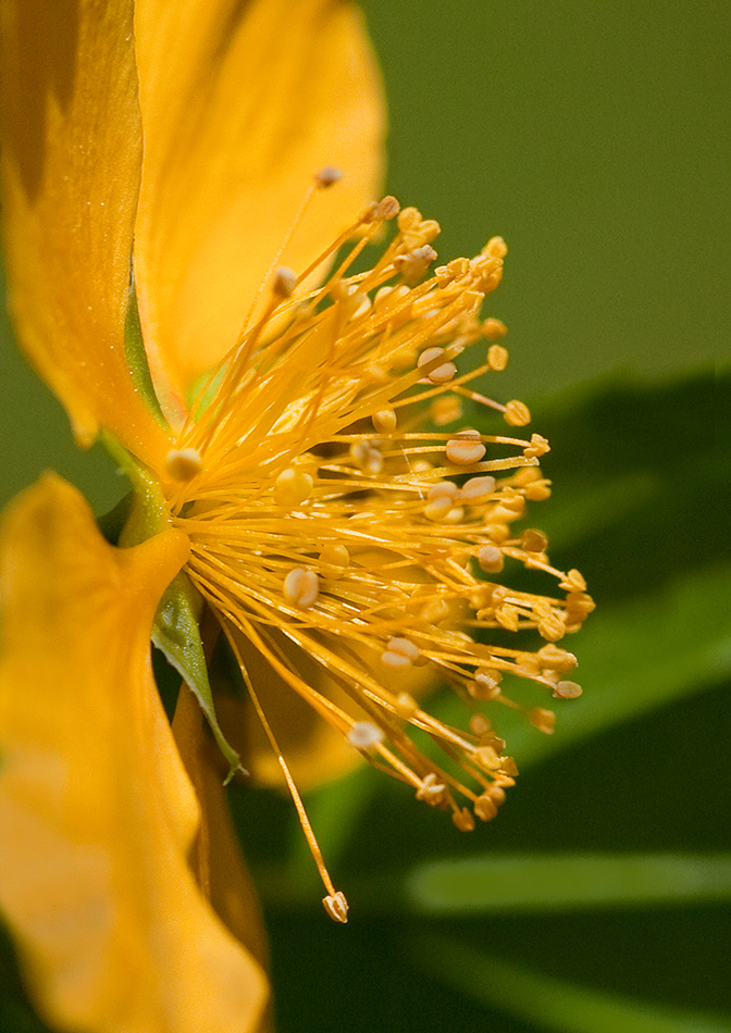 Details der Natur