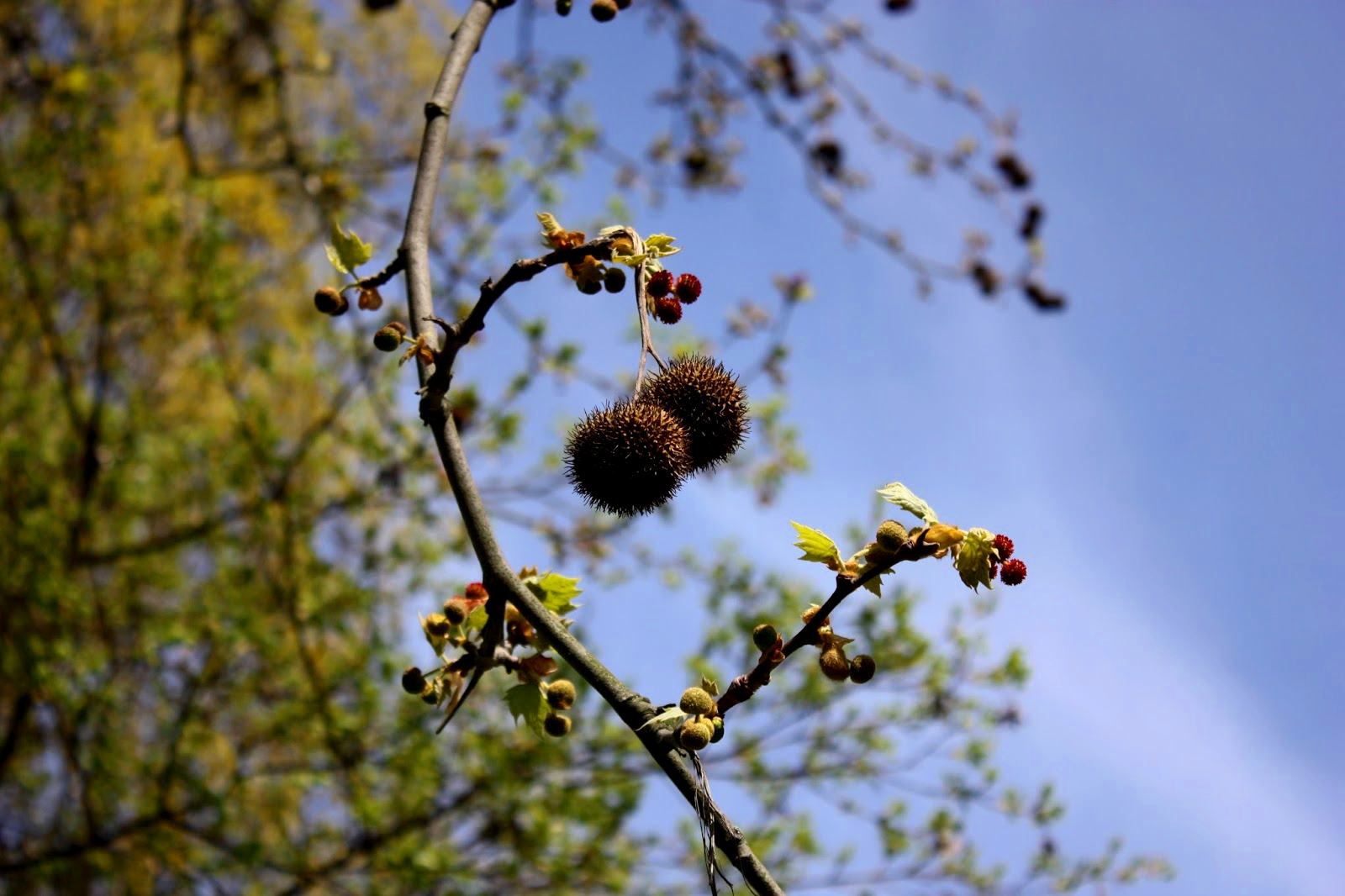 Details der Natur.