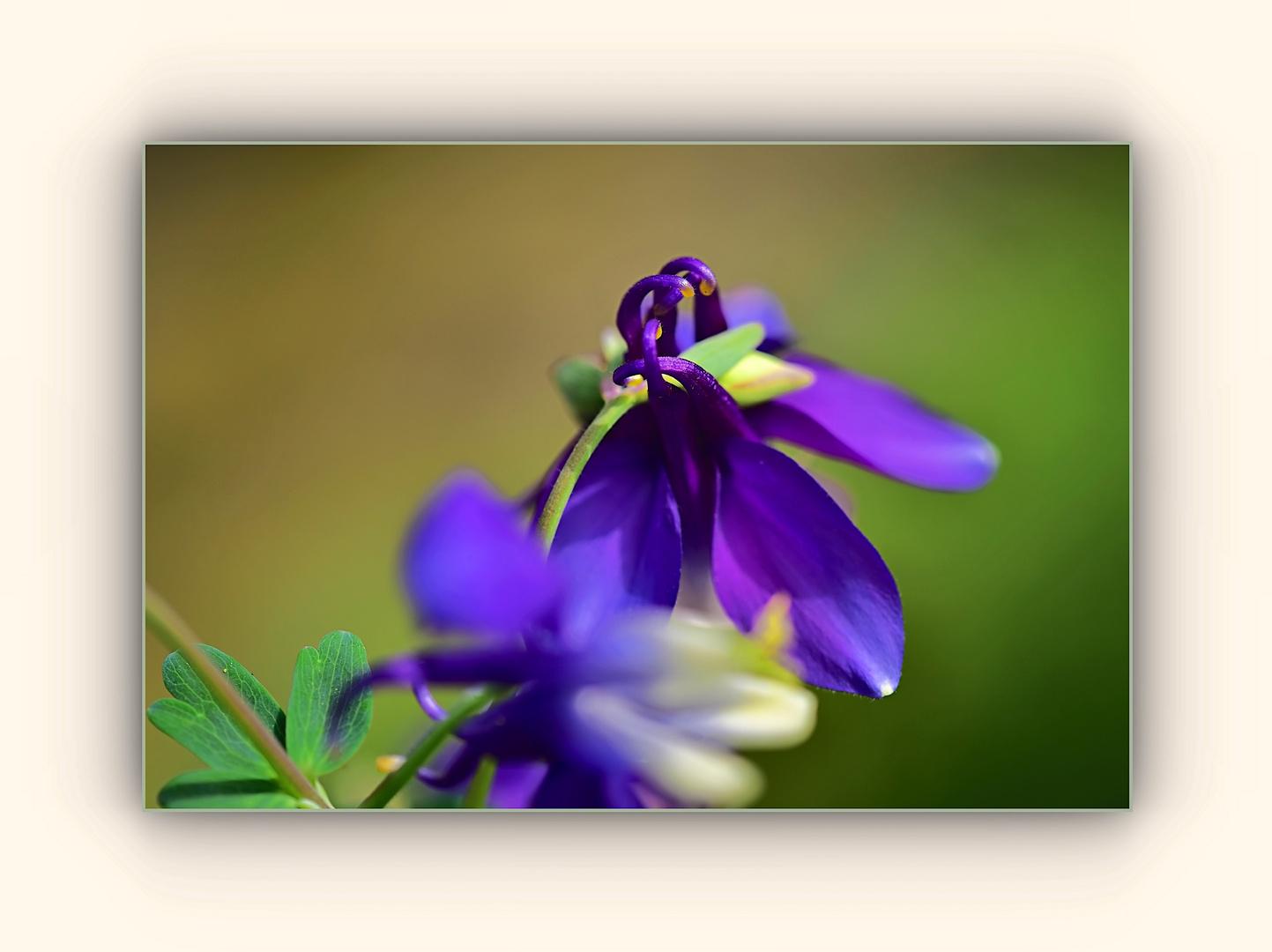 Details der violetten Akelei