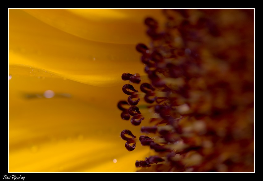 Détails du tournesol.... Details of sunflower...