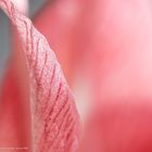 Details einer Amaryllis