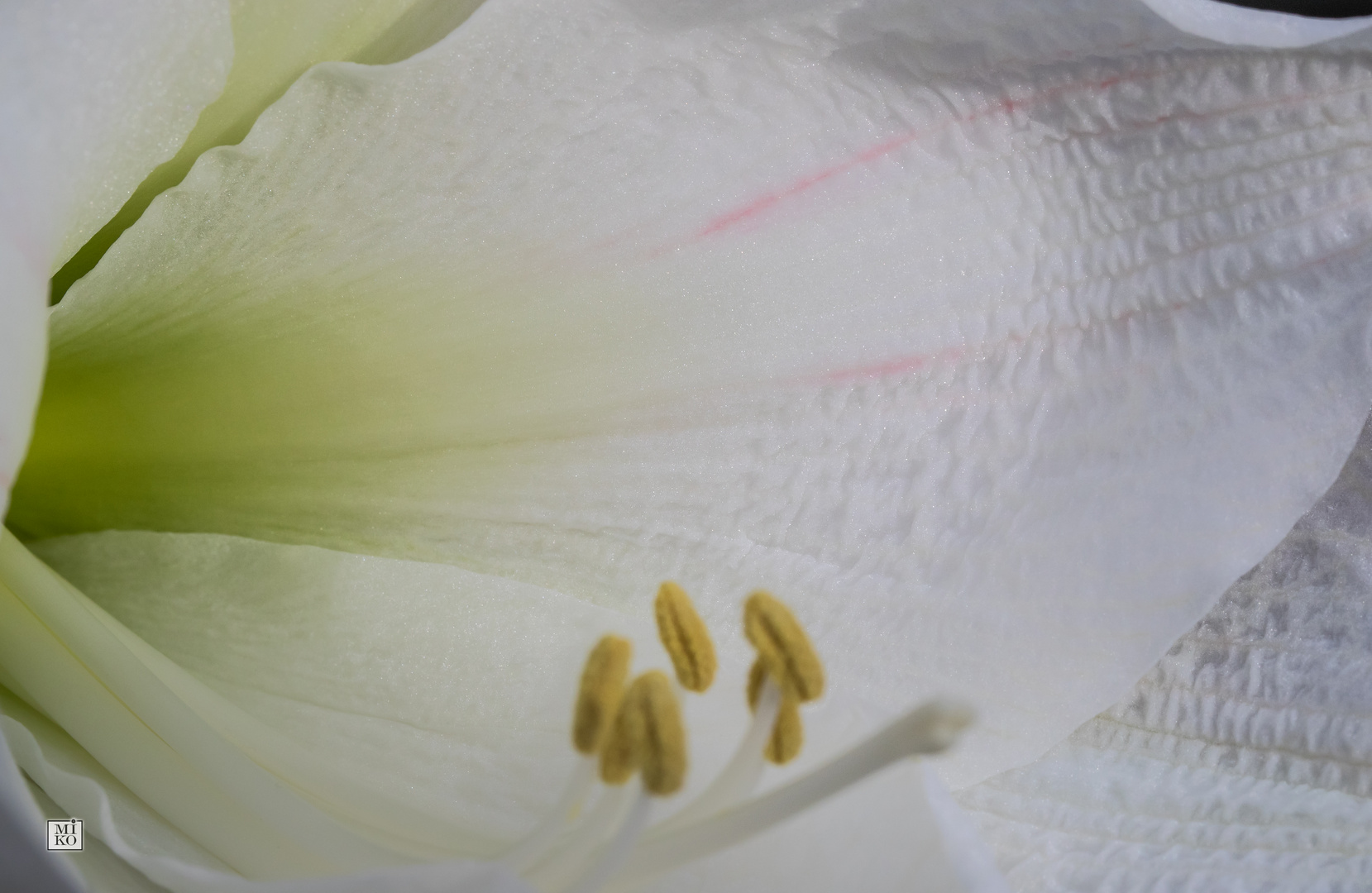 Details einer Amaryllis-Blüte
