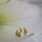 Details einer Amaryllis-Blüte