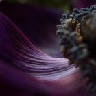 Details einer Anemone