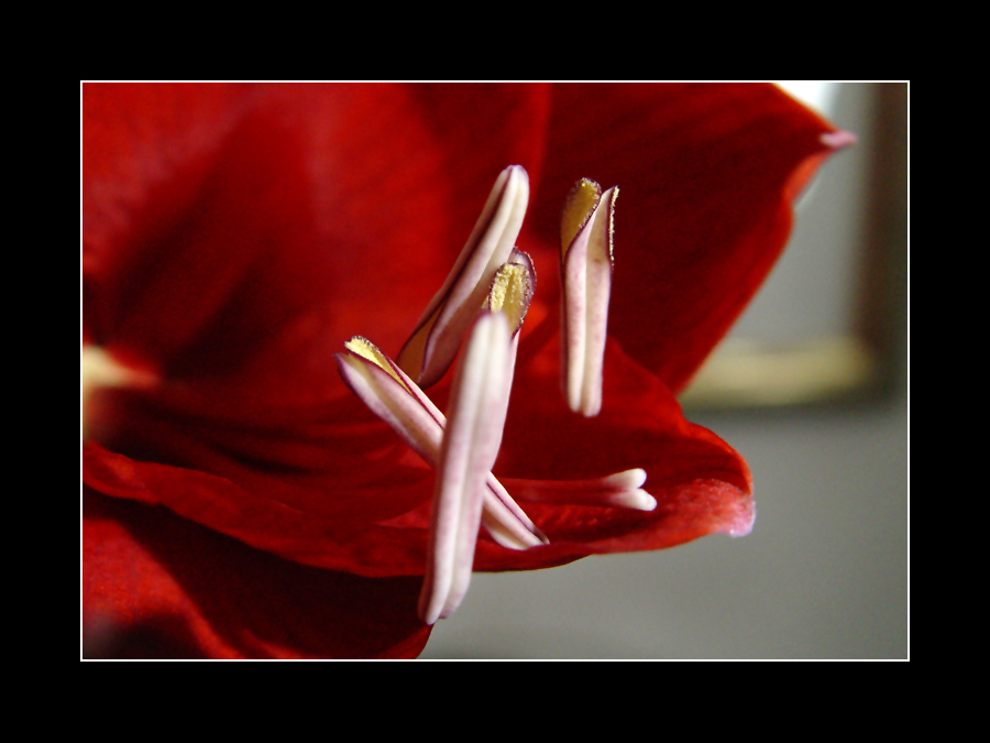 Details einer Blüte