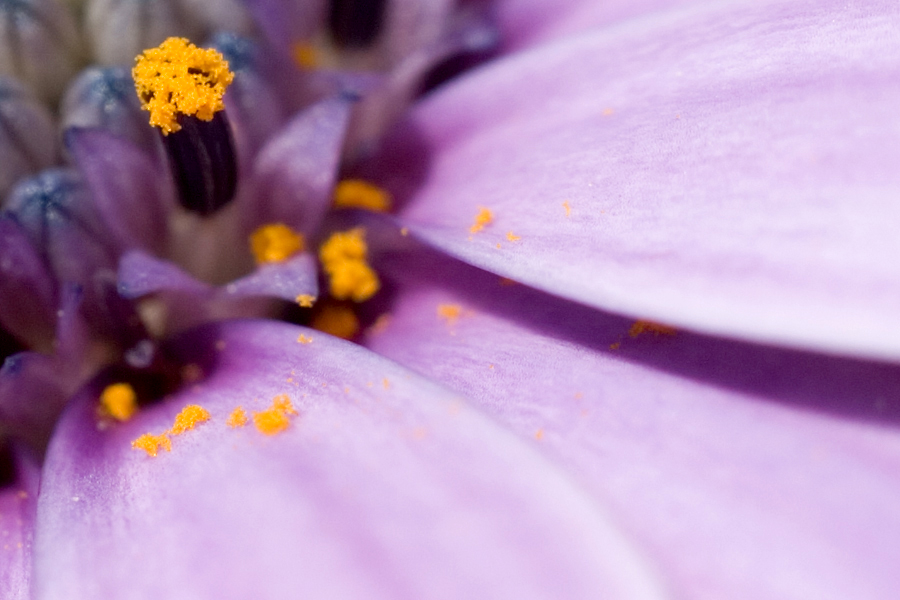 Details einer Blüte
