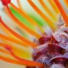 Details einer Nadelkissen-Blume