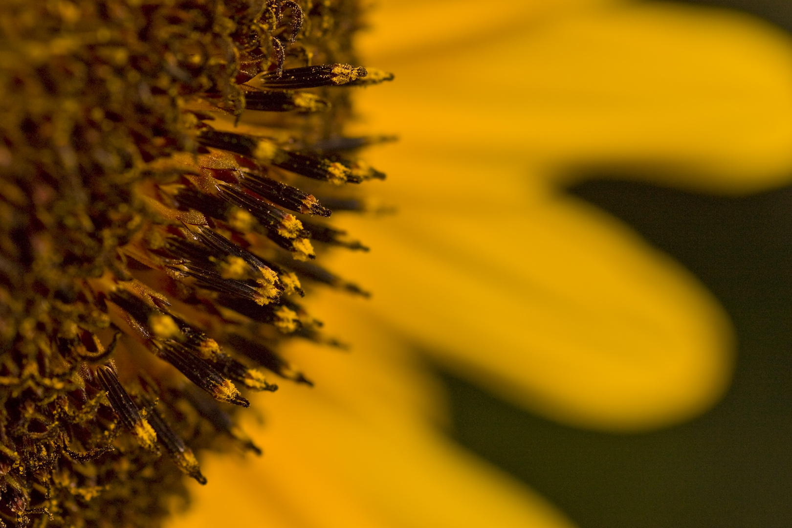 Details einer Sonnenblume