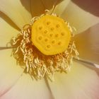 Details eines Lotus
