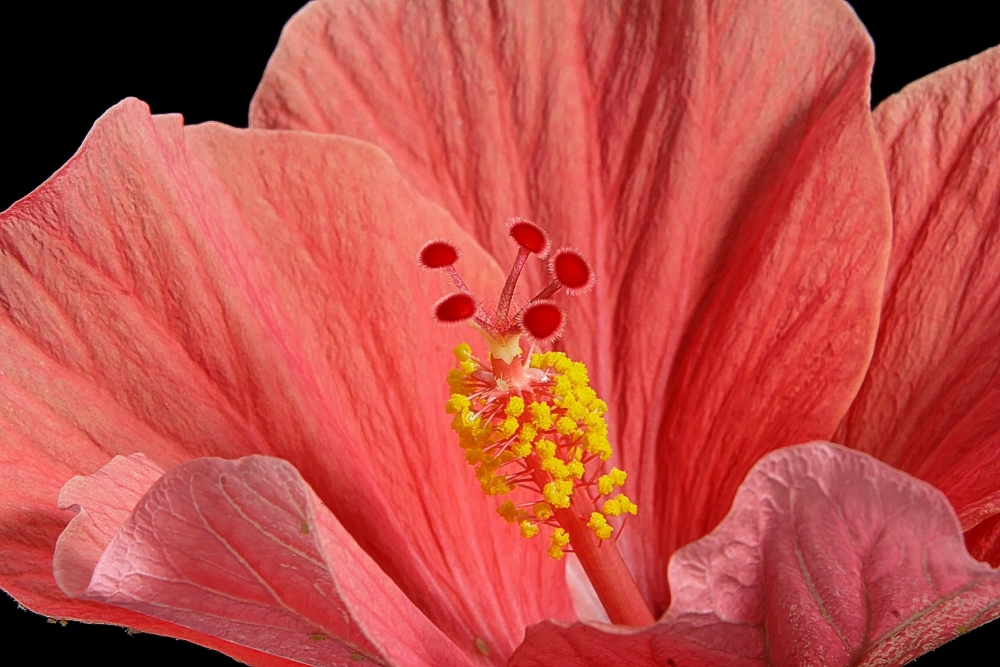 Details : : : Hibiscus