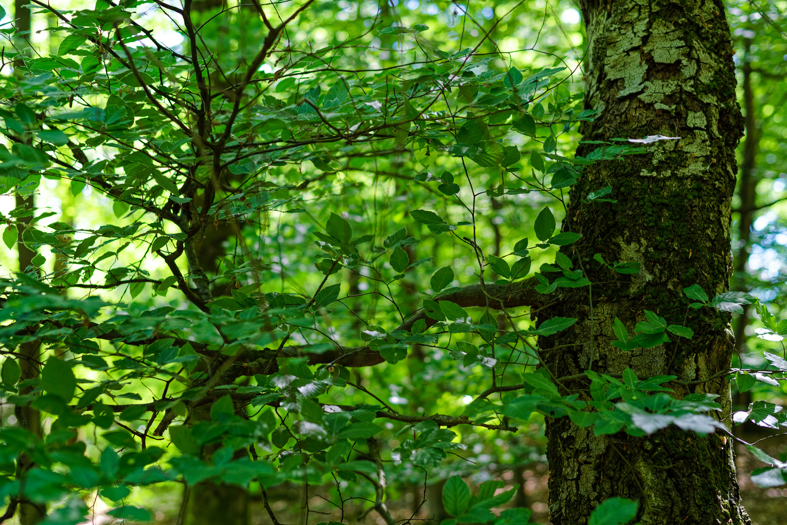 Details im Buchenwald