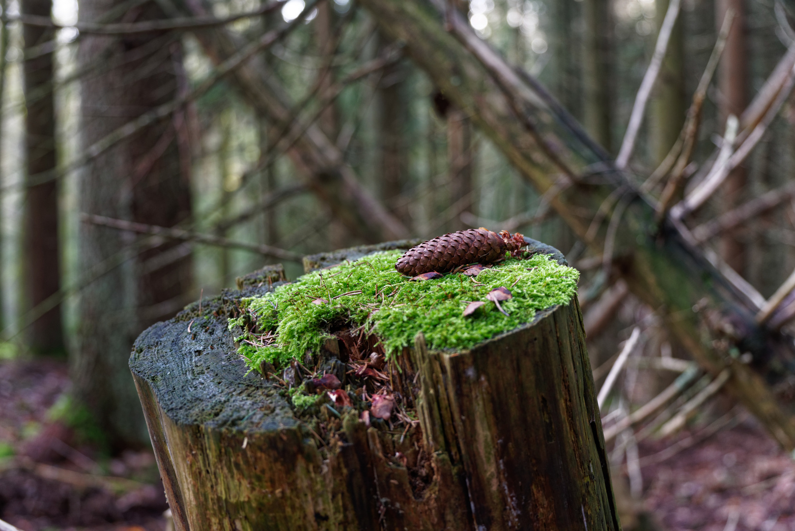 Details im Fichtenwald