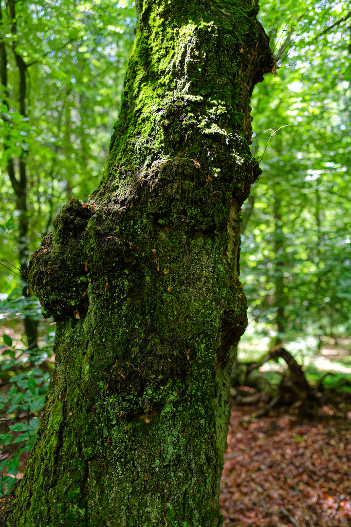 Details im Laubwald