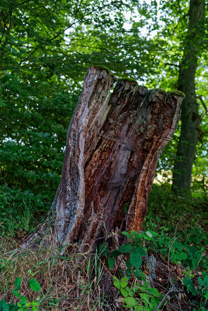 Details im Laubwald  (2)