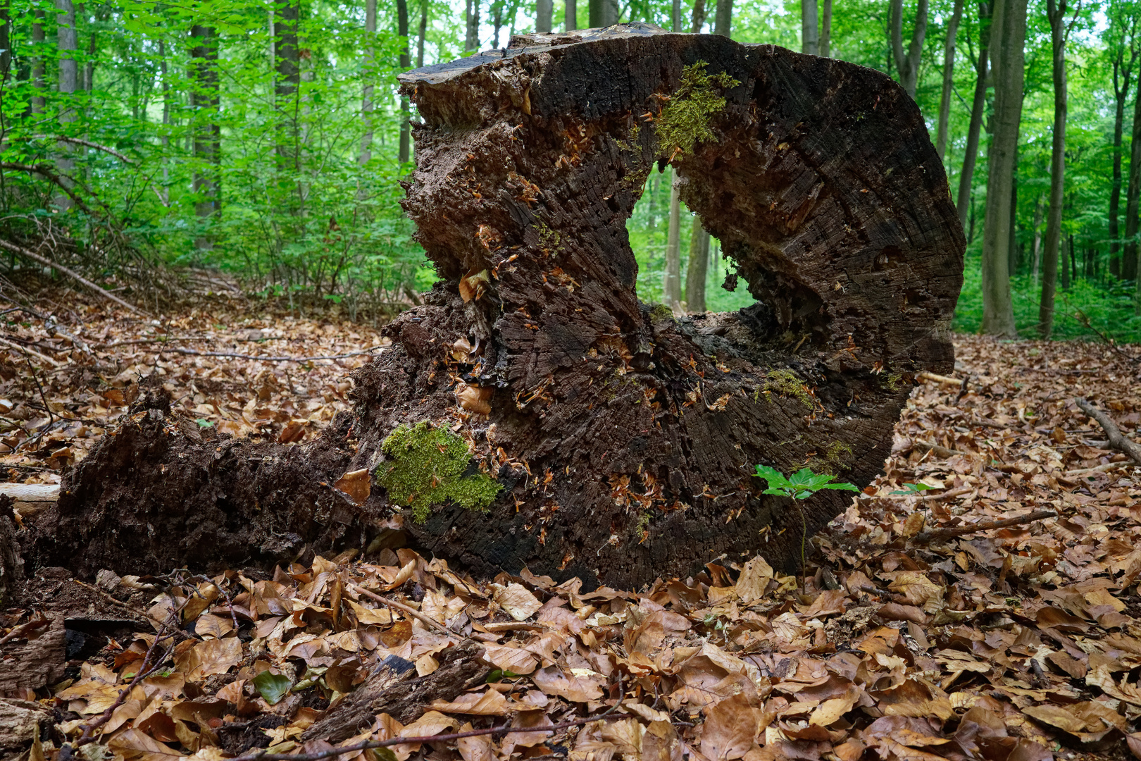 Details im Laubwald