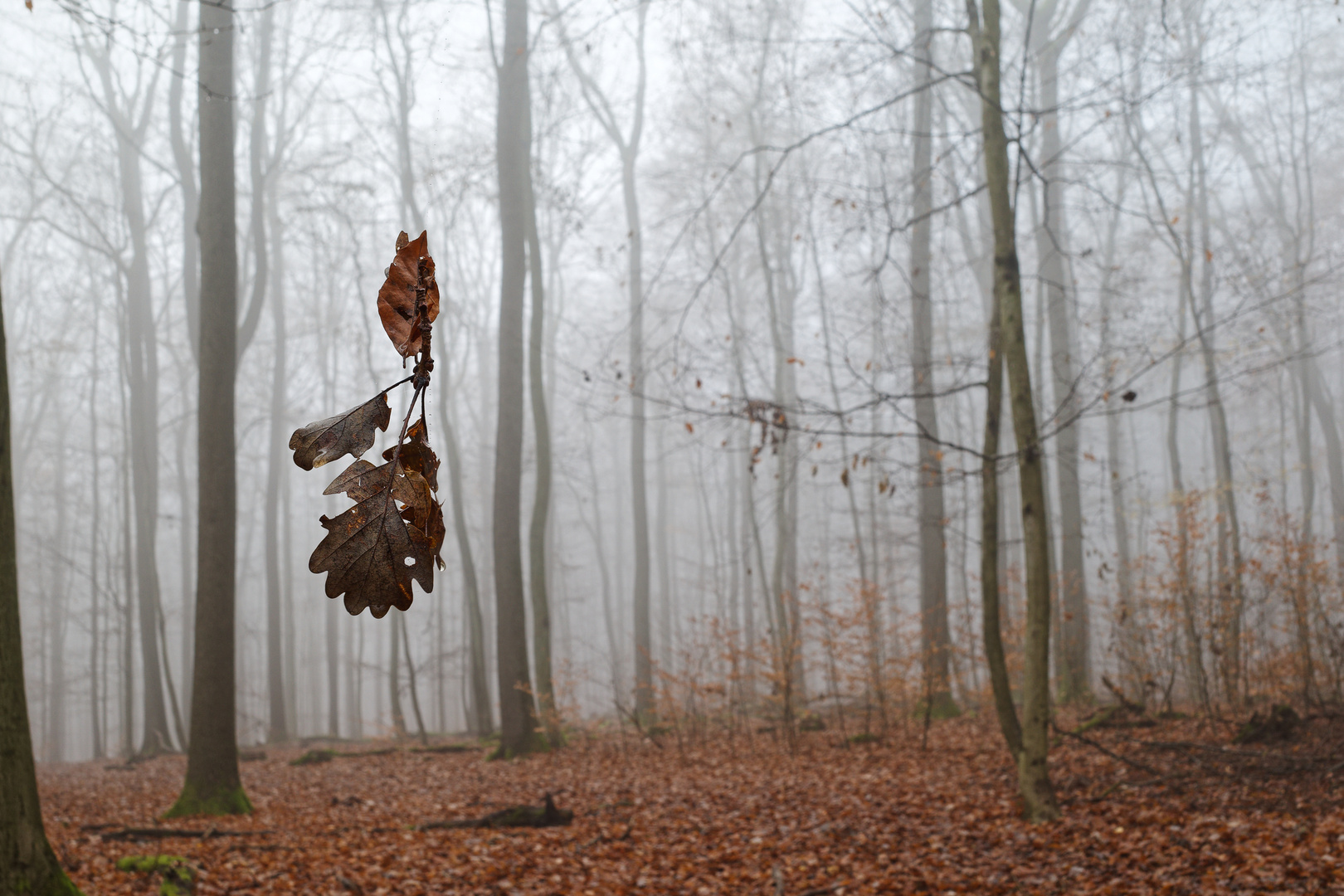 Details im Nebelwald