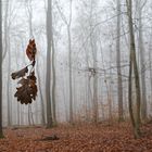 Details im Nebelwald