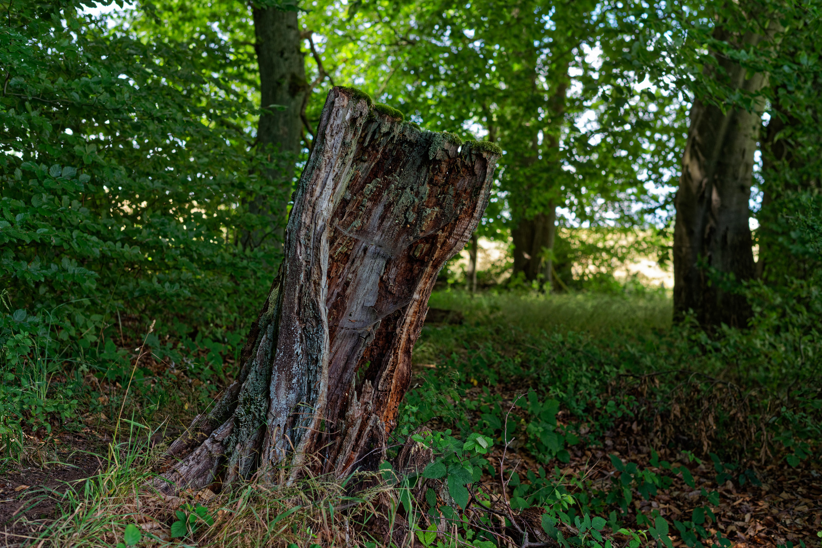 Details im Sommerwald