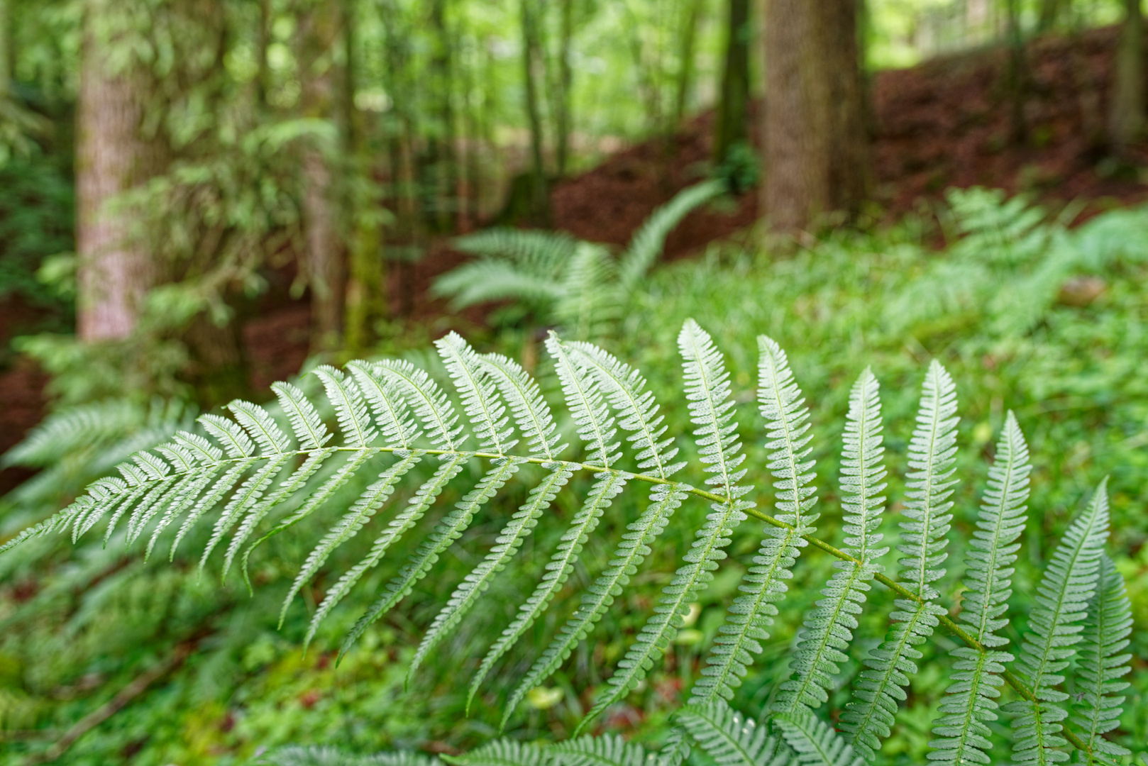 Details im Sommerwald