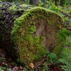 Details im Wald 