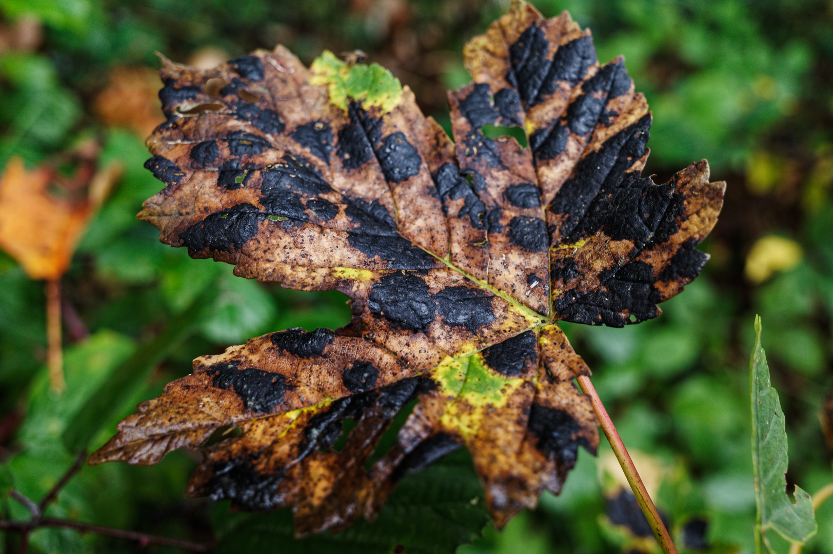 Details im Wald