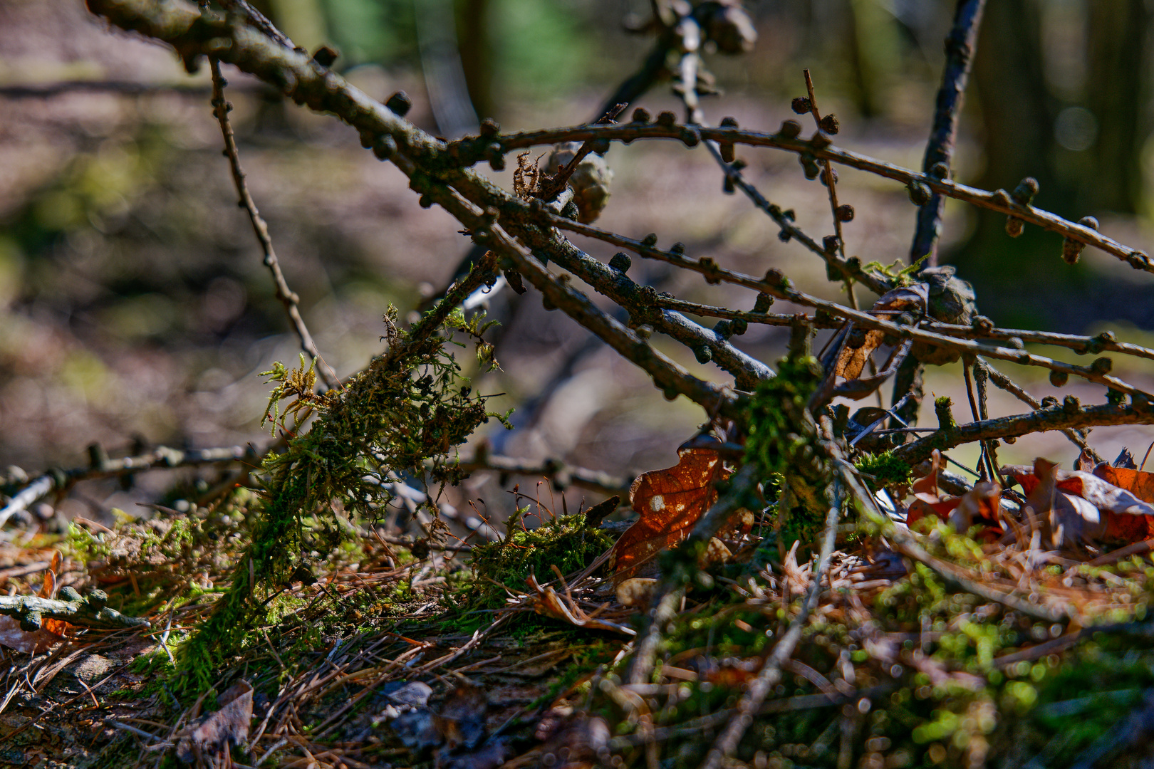 Details im Wald (2)