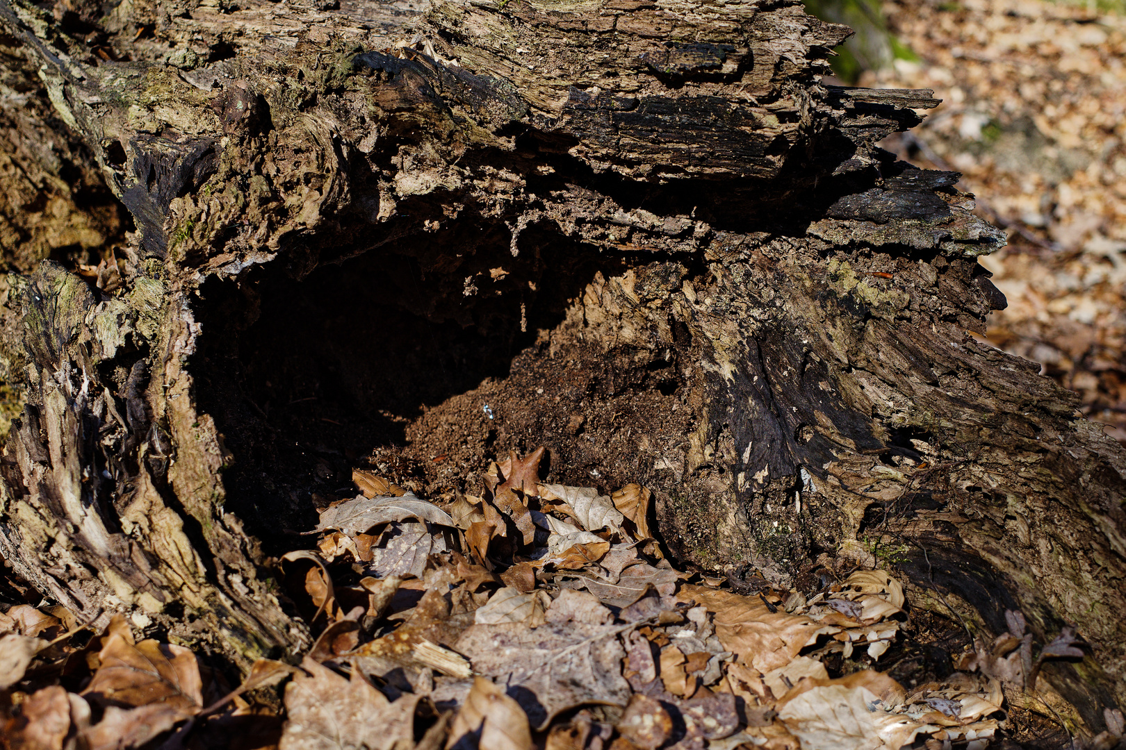 Details im Wald