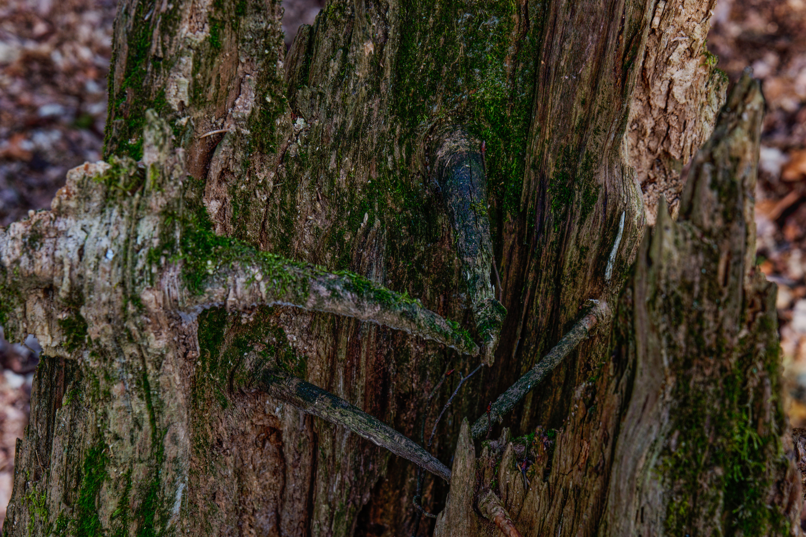 Details im Wald