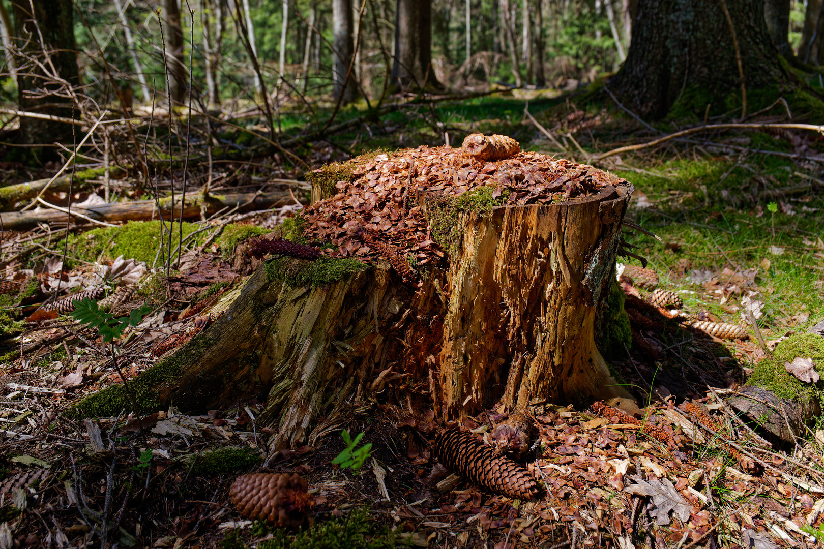 Details im Wald