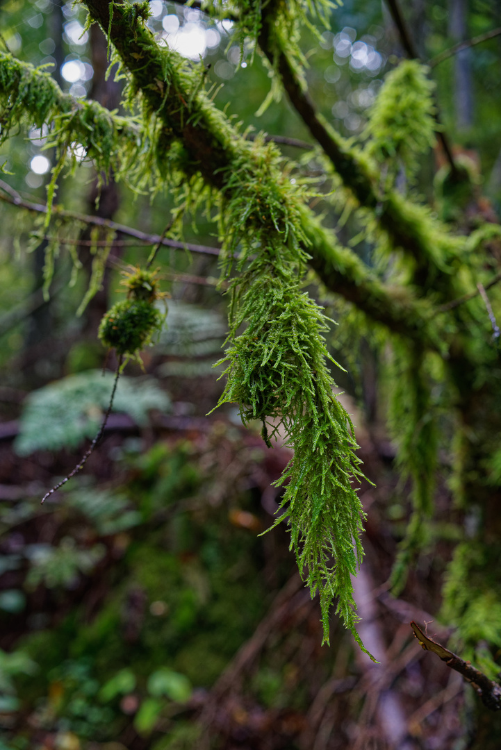 Details im Wald