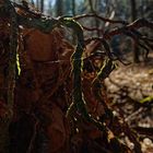 Details im Wald