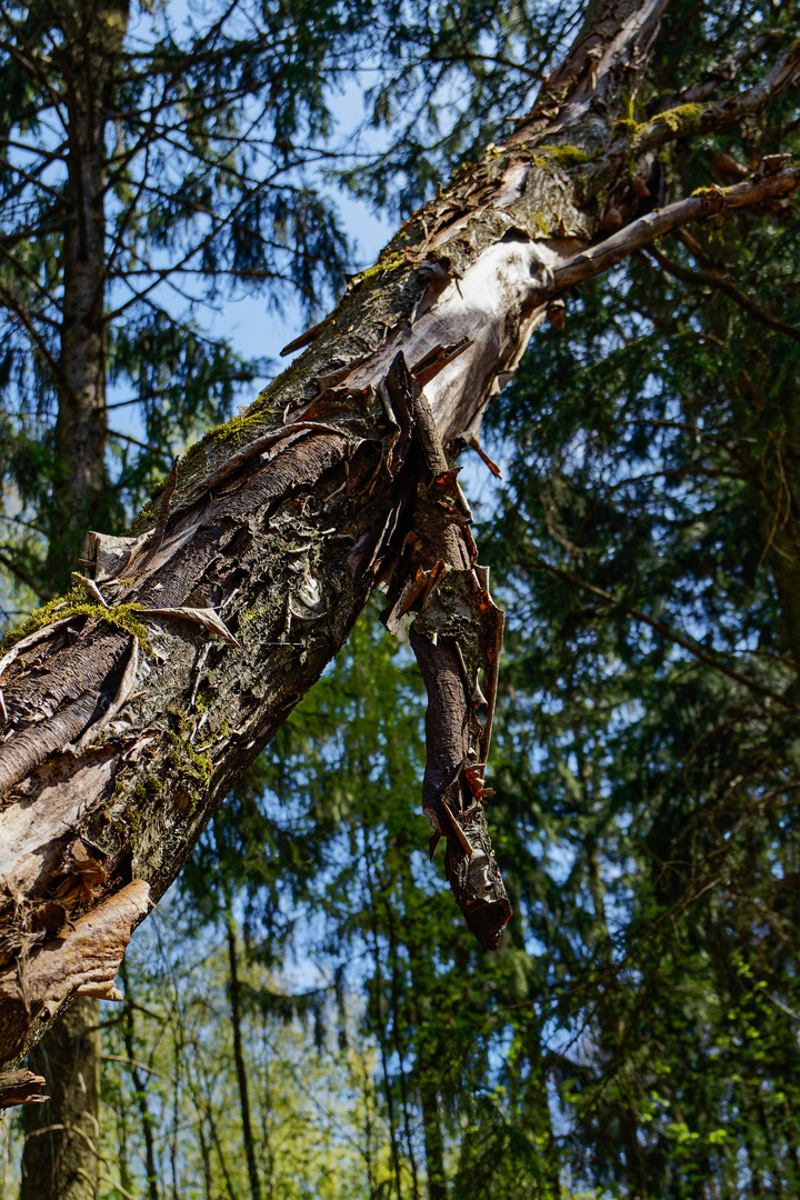 Details im Wald